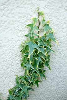 lierre 2