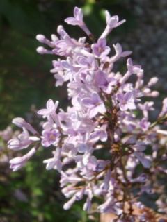 lilas de perse 2