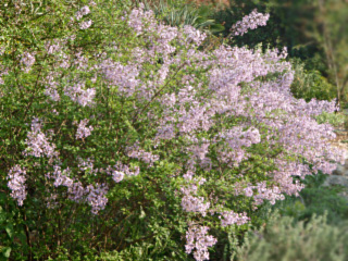 lilas de perse