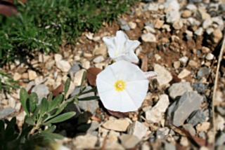 liseron blanc arbustif
