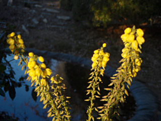 mahonia du japon 2