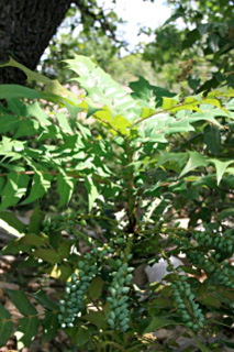 mahonia du japon