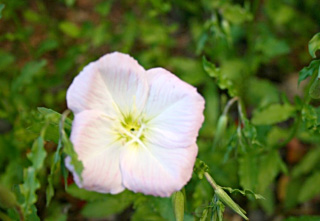 oenothere blanc rose 2