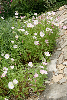 oenothere blanc rose