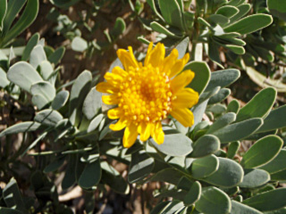 othonopsis