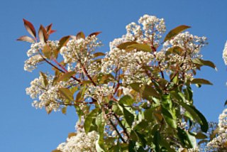 photinia brillant 2