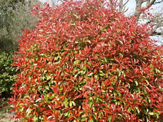 photinia brillant