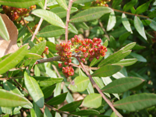 pistachier lentisque 2