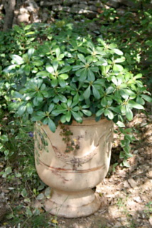 pittosporum nain