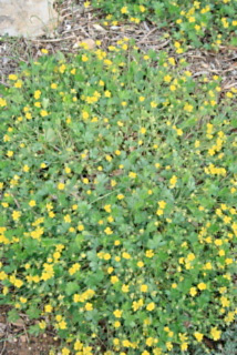 potentille verna