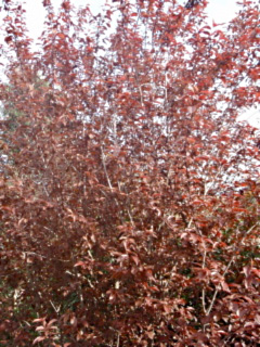 prunier fleurs
