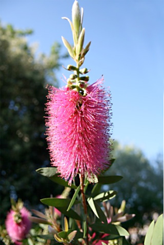 rince bouteille mauve 2