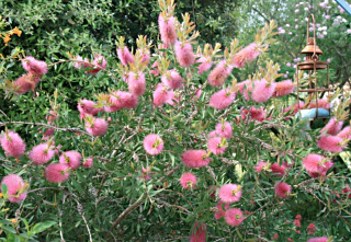 rince bouteille mauve