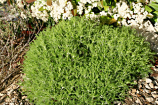santoline viridis