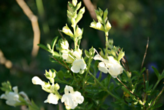 sauge greggii blanche