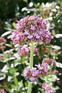 valeriane mauve 2
