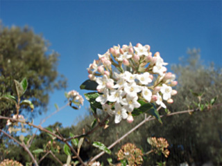 viorne burckwoodii 2
