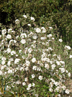 viorne burckwoodii