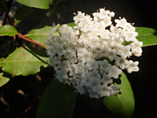 viorne laurier tin 2