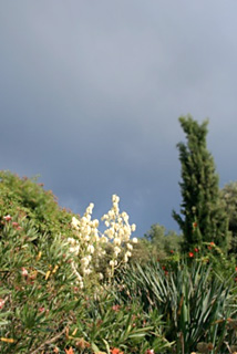 yucca gloriosa