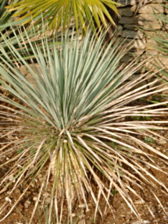 yucca rostrata