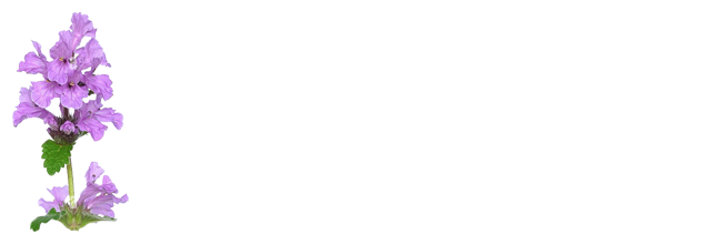 Art des Jardins Méditerranéens